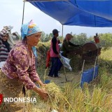 Jadi Lumbung Nasional, Produksi Padi Banyuwangi Sepanjang 2025 Capai 806 Ribu Ton
