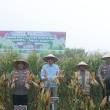 Jagung Jadi Senjata Polres Solok Perkuat Ketahanan Pangan