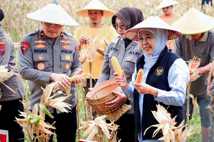 Gubernur Khofifah Proyeksikan Produksi Jagung di Jatim 5,4 Juta Ton Sepanjang 2026