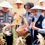 Gubernur Khofifah Proyeksikan Produksi Jagung di Jatim 5,4 Juta Ton Sepanjang 2026