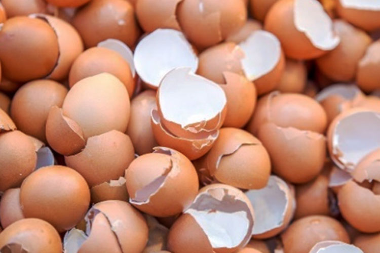 Peneliti Universitas Ciputra Ubah Limbah Cangkang Menjadi Emas Putih Kolagen Halal