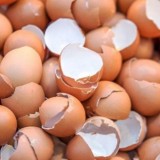 Peneliti Universitas Ciputra Ubah Limbah Cangkang Menjadi Emas Putih Kolagen Halal