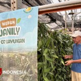 Surabaya Makin Panas, Warga Gayungan Justru Budidaya Lewat Emas Hijau Vanili