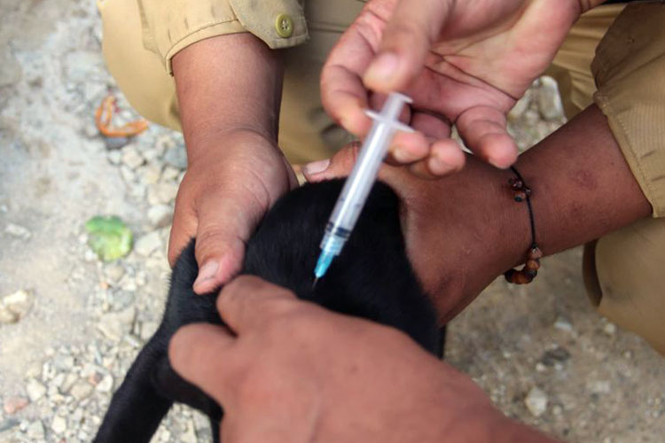 Banten Pertahankan Rekor 14 Tahun Zero Case Rabies
