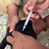 Banten Pertahankan Status Zero Case Rabies Selama 14 Tahun Berturut-turut