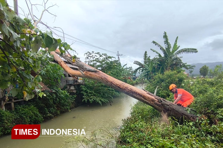 Cuaca Ekstrem Mengintai Pacitan hingga 15 Januari, Longsor dan Pohon Tumbang Mulai Terjadi