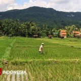 Ada 22 Ribu Hektare Lahan Produktif Pacitan Terancam Menyusut, Ini Gegaranya