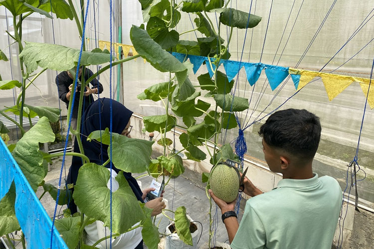 UGM Riset Budidaya Melon Premium Hidroponik Bersama Petani Kulon Progo