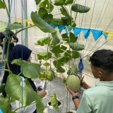 UGM Riset Budidaya Melon Premium Hidroponik Bersama Petani Kulon Progo