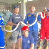 Damkar Banyuwangi Tangkap Piton Raksasa di Gudang Besi Tua