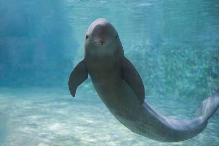 Mengenal Finless Porpoise Lumba-Lumba Tanpa Sirip Punggung yang Joget TikTok