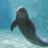 Mengenal Finless Porpoise Lumba-Lumba Tanpa Sirip Punggung yang Joget TikTok