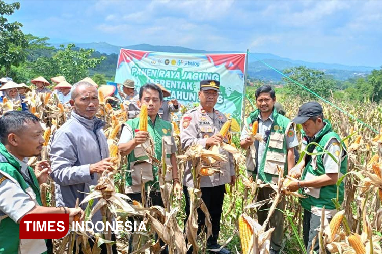 Peringkat Ketiga di Jabar, Majalengka Kokohkan Peran sebagai Lumbung Jagung