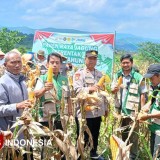 Peringkat Ketiga di Jabar, Majalengka Kokohkan Peran sebagai Lumbung Jagung