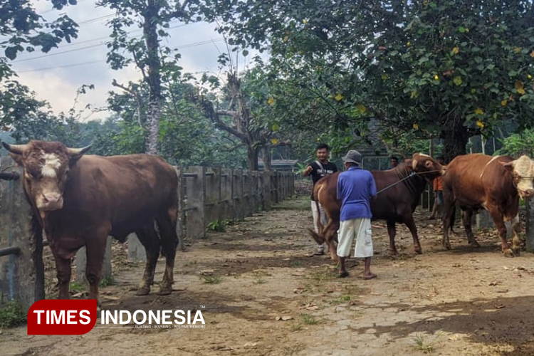 Pacitan Belum Bebas PMK, Dua Ternak Dilaporkan Mati di Awal 2026