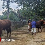 Pacitan Belum Bebas PMK, Dua Ternak Dilaporkan Mati di Awal 2026