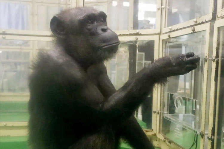 Ai, Simpanse Jenius Pengenal Huruf dan Angka di Jepang, Meninggal di Usia 49 Tahun