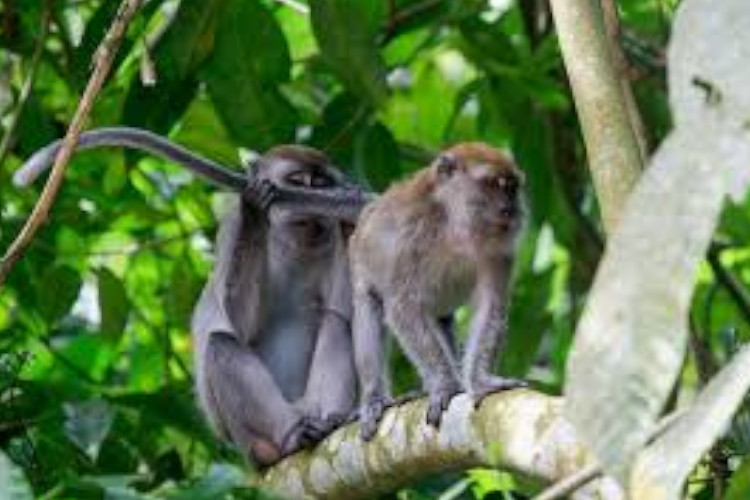 Tekan Serangan Monyet ke Sawah Warga, DLH Gunungkidul Kucurkan Rp160 Juta