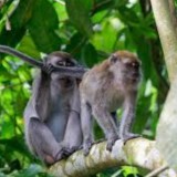 DLH Gunungkidul Kucurkan Rp160 Juta untuk Tekan Serangan Monyet ke Sawah