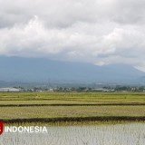 32 Persen Warga Kabupaten Malang Bekerja di Sektor Pertanian