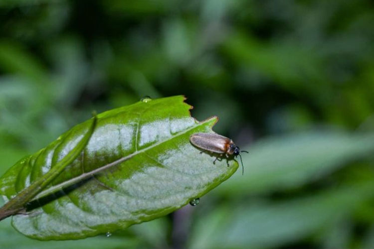 Edukasi Konservasi Lewat Kilau Kunang-Kunang di Kebun Raya Bali