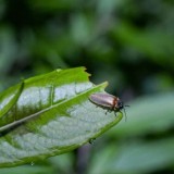 Kebun Raya Bedugul Ajak Warga Kenali Hayati Lewat Eksplorasi Kunang-Kunang