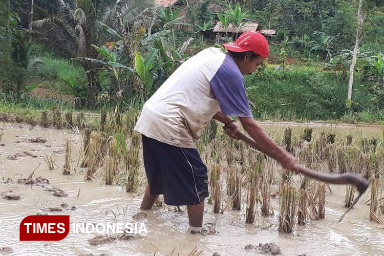 Cuaca Ekstrem Ancam Produksi Padi, DKPP Pacitan Waspadai Potensi Gagal Panen