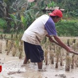 Cuaca Ekstrem Ancam Produksi Padi, DKPP Pacitan Waspadai Potensi Gagal Panen