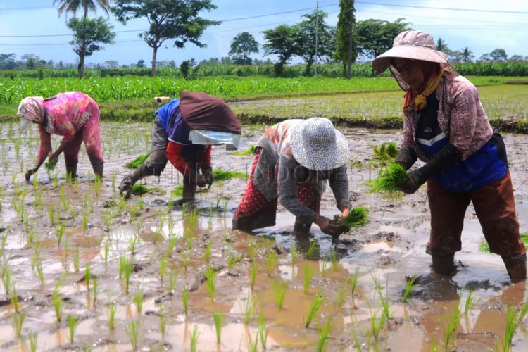 CIPS Kenaikan NTP 2025 Bukan Jaminan Kesejahteraan Petani