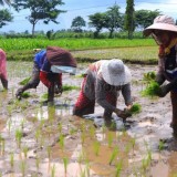 CIPS: Jangan Jadikan NTP Sebagai Patokan Utama Kesejahteraan Petani