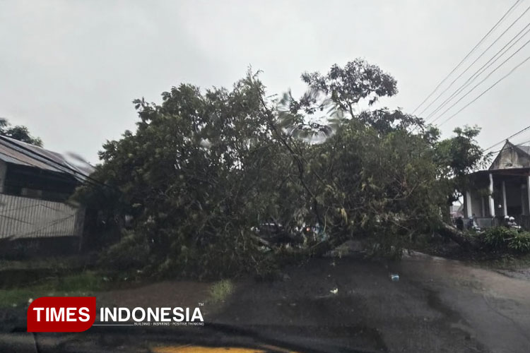 Angin Kencang Tumbangkan Pohon di Bondowoso, Akses Jalan Sempat Tersendat
