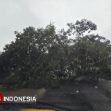 Angin Kencang Tumbangkan Pohon di Bondowoso, Akses Jalan Sempat Tersendat