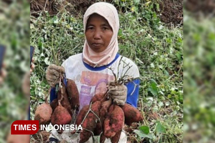 Ubi Gunung Kawi Kabupaten Malang Berpotensi Jadi Primadona