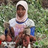 Ubi Gunung Kawi Kabupaten Malang Berpotensi Jadi Primadona