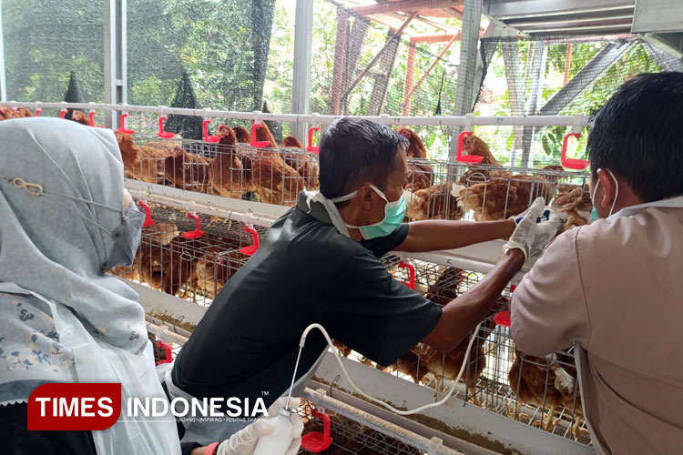 Gratis dan Terbukti Ampuh, Vaksinasi Hewan Bikin Yogyakarta Bebas Rabies dan PMK