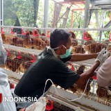 Gratis dan Terbukti Ampuh, Vaksinasi Hewan Bikin Yogyakarta Bebas Rabies dan PMK
