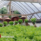 Panen Serentak: Hasil Produksi Pertanian WBP Lapas Klas IIB Bondowoso Akan Didonasikan ke Sumatra