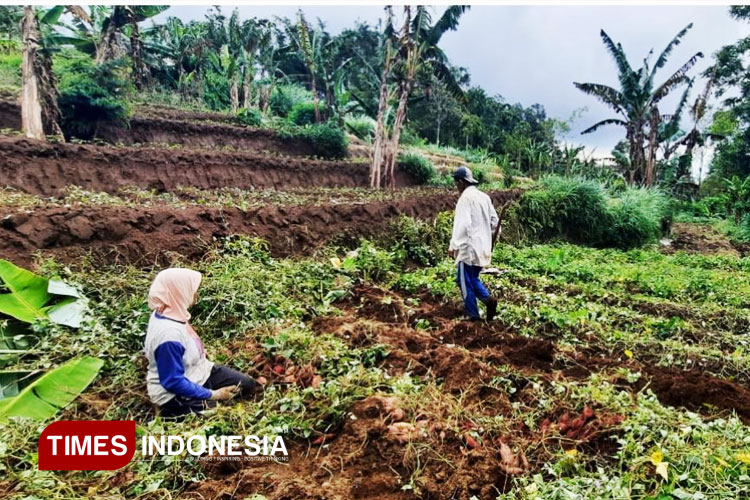 petani-ubi-Gunung-Kawi.jpg