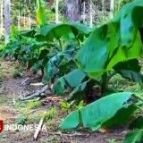Selain Pisang Srimulyo, Pisang Mas Kirana Prospek Dikenalkan di Kabupaten Malang