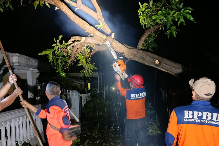 Puting Beliung Hantam Leces Probolinggo, Banyak Pohon Tumbang dan Rusak Puluhan Rumah