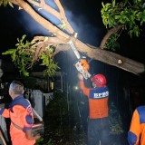 Puting Beliung Hantam Leces Probolinggo, Banyak Pohon Tumbang dan Rusak Puluhan Rumah