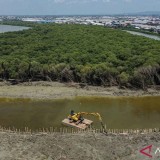 Riset BRIN: Degradasi Lamun di Jawa dan Sumatra Picu Emisi Karbon Tertinggi