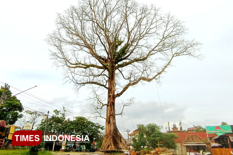 Cerita Maher Menyelamatkan Pohon Randu Alas Berusia Ratusan Tahun yang Akan Ditebang