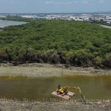 BRIN Ungkap Emisi Karbon Lamun Tertinggi di Jawa