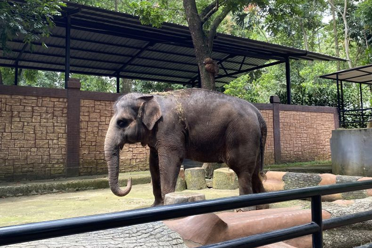 Sejumlah Satwa di Kebun Binatang Bandung Diduga Stres