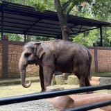 Geopix Temukan Sejumlah Satwa di Bandung Zoo Diduga Stres