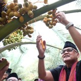 Dukung Perkebunan Kurma Lombok Utara, Kemenhaj Siapkan Platform Oleh-Oleh Haji