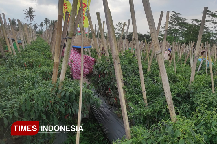 Harga Melorot Tajam Petani Cabai di Banjarnegara Selatan Pasrah