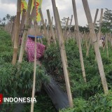 Petani Cabai di Banjarnegara Selatan Pasrah Harga Cabai Melorot