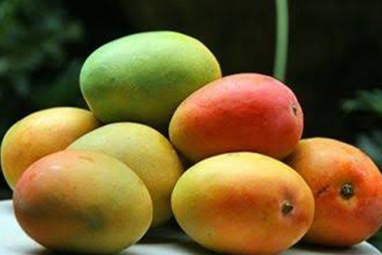 Sinergi Majalengka-Sumedang Perkuat Mangga Gedong Gincu Menuju Pasar Global